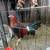 Gamefowl/roosters 3 thumbnail