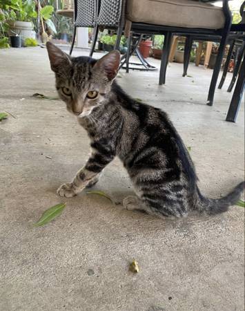 2 tabby kittens (Visalia)63963773875459121
