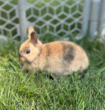 Netherland Dwarf baby (Eudora)63675835530241120