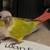 Lost conure Irvine 1 thumbnail