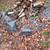 Firewood 6 thumbnail