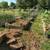 Cedar Planters - Sturdy and fully assembled 5 thumbnail