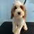 Cavapoo puppies 2 thumbnail