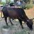 Brahman bull & cow 2 thumbnail