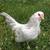 Easter Egger Bantam roosters 1 thumbnail