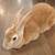 Rex doe rabbit 1 thumbnail