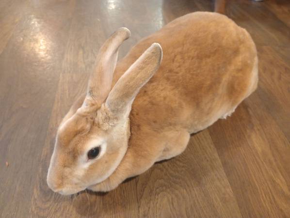 Rex doe rabbit 1