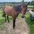 Mustang Gelding 4 thumbnail