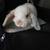 Rabbits 1 thumbnail