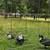 Muscovy duck 2 thumbnail