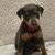 Min pins 10 thumbnail