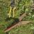 Misc. Garden Hand Tools, Yard Tools, Tree Trimming 1 thumbnail