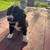 Border collie/aussie mixed puppies ready to go 4 thumbnail
