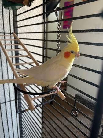 Cockatiel para reubicación con jaula grande (Las Vegas)63860183438721120