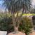 Tree aloes - exotic drought tolerant specimens 3 thumbnail
