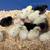 Chickens 1 thumbnail