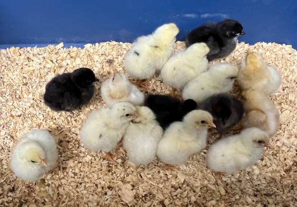 Chickens 1