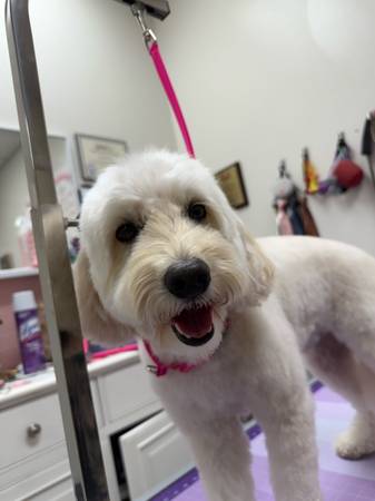 Grooming (Chapel Hill)63908217094914120
