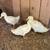 Pekin ducks 2 thumbnail