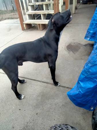 Excelente perro buscando un excelente hogar (Denver)63921244172674121