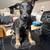 MALINOIS X DUTCH SHEPARD PUPS 5 thumbnail