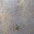 Rare 1950s PGA Official Press Pass Badge-Journalist Oscar Fraley 8 thumbnail