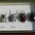 4 Goliath beetles in Display Case. 1 thumbnail