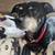 Rehoming sweet senior chiweenie 2 thumbnail