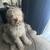 Aussiedoodle 4 thumbnail