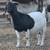 Registered boer doe 1 thumbnail