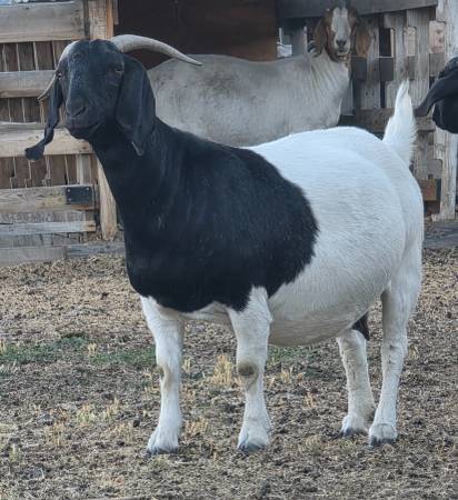 Registered boer doe 1