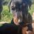 Doberman 1 thumbnail