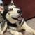 Dog 2 thumbnail