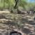 Mesquite trees Native and Chilean 1 thumbnail
