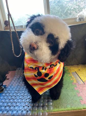 Grooming $40 1