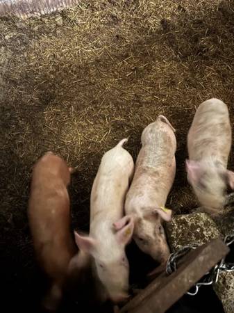 Piglets 1