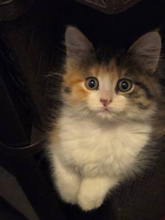 2 Small 1 year old cats (Freeman)579326114205552641