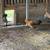 Pullets 1 thumbnail