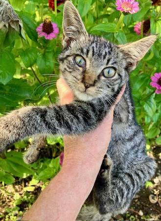 Rescued Kittens (Gramercy)63923587982338121