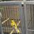 Canaries for sale 2 thumbnail
