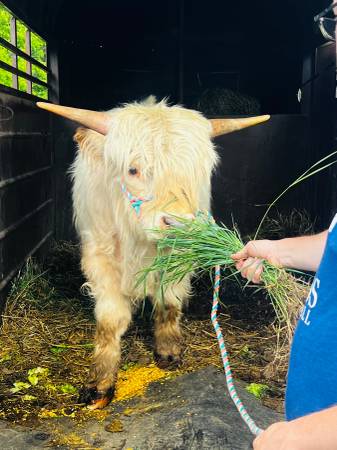 Mini Dun Highpark Bull 1