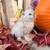 Scottish fold kitten 2 thumbnail