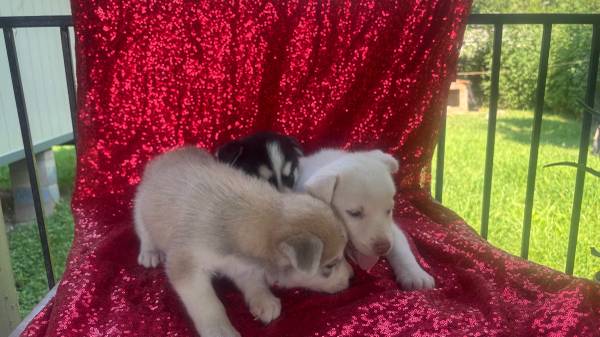 Huskys (Rosharon)63859313762563122