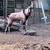 Nubian goat 2 thumbnail