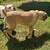 Cane corso - $1,500 OR BEST OFFER (for sale) 6 thumbnail