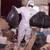 Junk removal & property restoration & clean up services 8 thumbnail