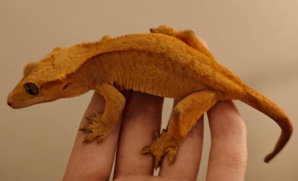 Reubicación de una gecko crestada hembra de 4 años (Portsmouth, NH)