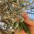 Mature olive tree 5 thumbnail