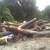 FIREWOOD LOGS 3 thumbnail