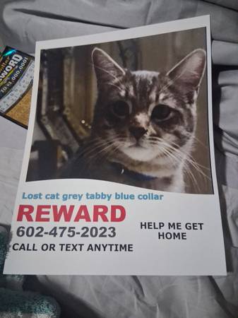 Lost gray stripe tabby male (Glendale phoenix)63791330243329120